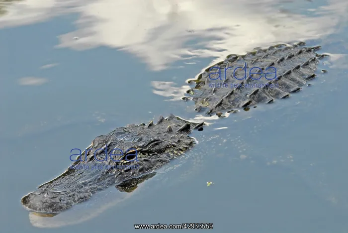 : American Alligator - Submerged in water, just showing : American Alligator - Submerged in water, just showing
