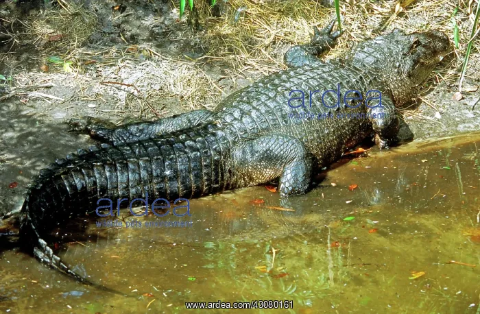 : American Alligator sunning : American Alligator sunning