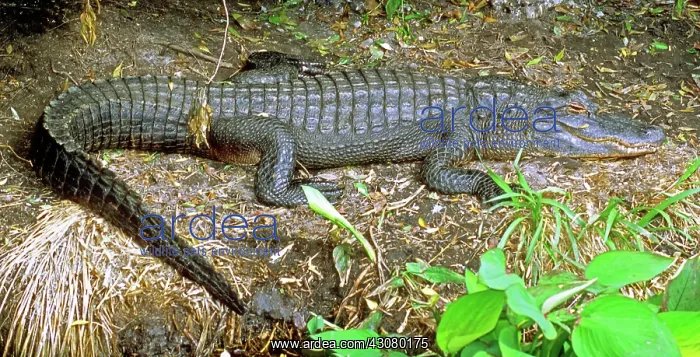 : American Alligator sunning : American Alligator sunning