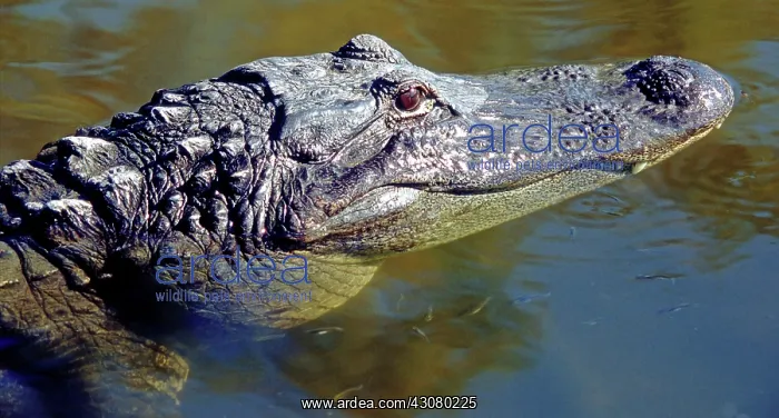 : American Alligator swimming : American Alligator swimming