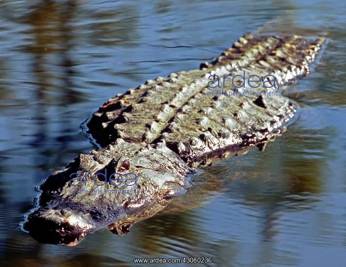 : American Alligator swimming : American Alligator swimming