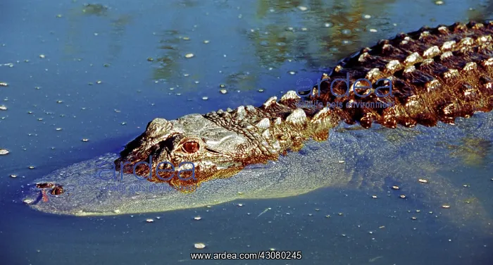 : American Alligator swimming : American Alligator swimming