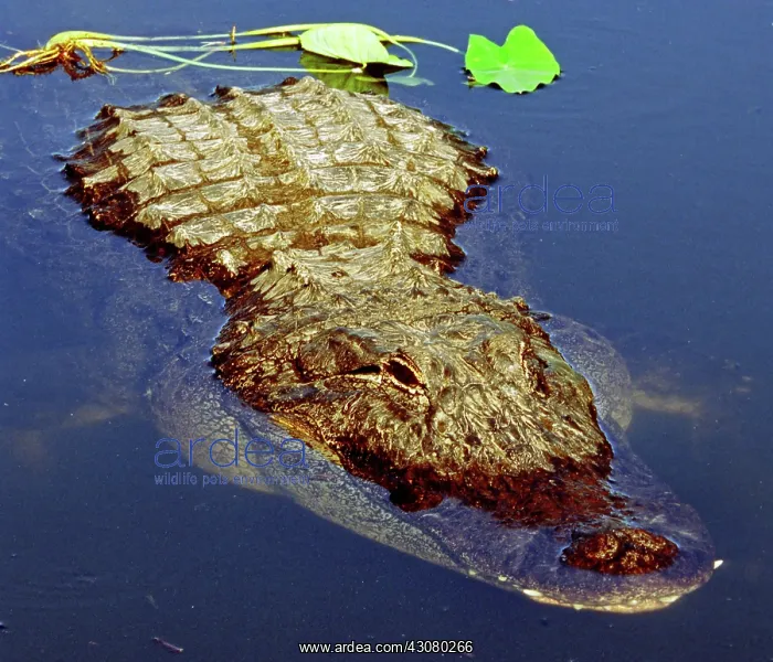 : American Alligator swimming : American Alligator swimming