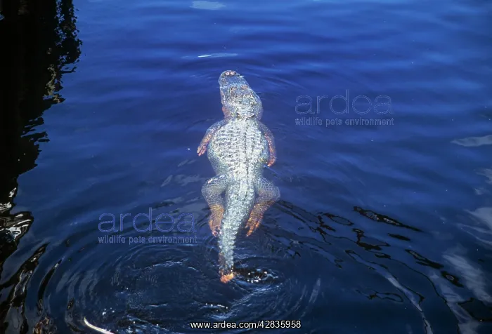 : American Alligator - swimming with damaged tail : American Alligator - swimming with damaged tail