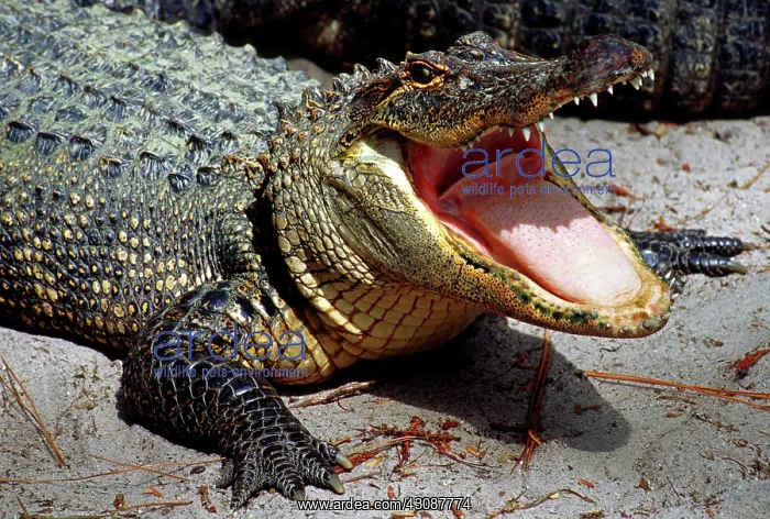 : American Alligator threat display : American Alligator threat display