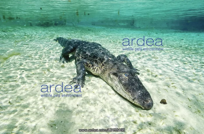 : American alligator underwater : American alligator underwater