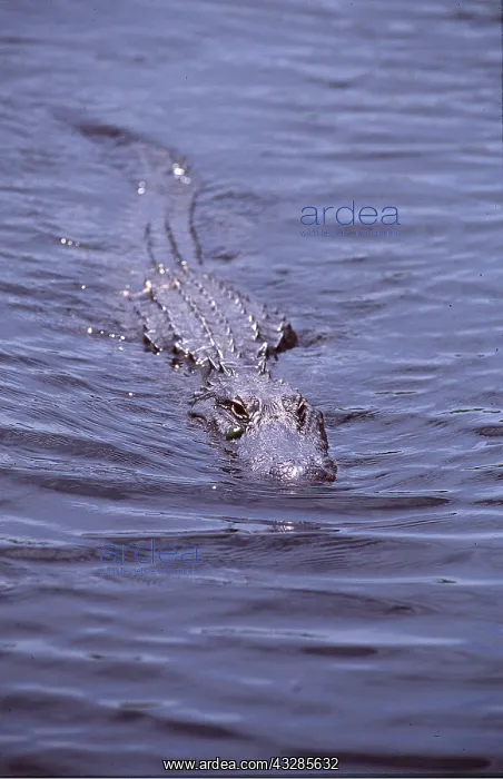 : American Alligator - in water, on surface : American Alligator - in water, on surface