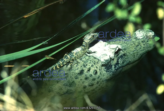 : AMERICAN ALLIGATOR - with young on back : AMERICAN ALLIGATOR - with young on back