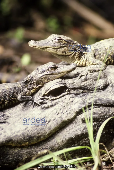 : American Alligators : American Alligators