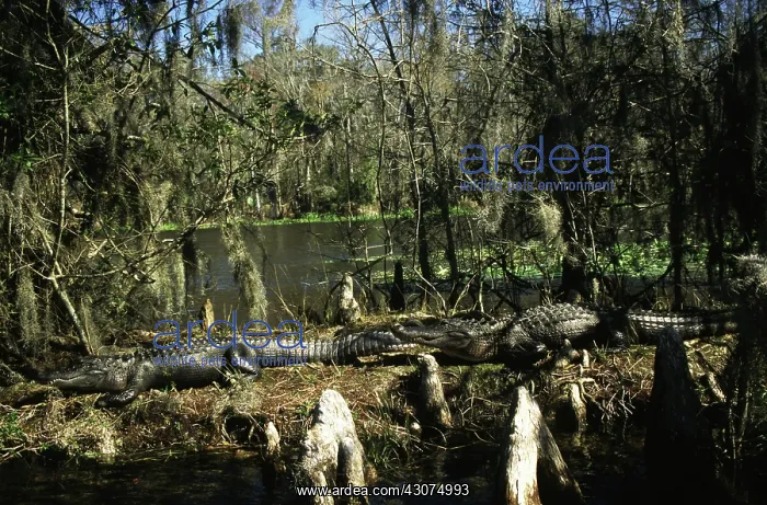 : American Alligators : American Alligators