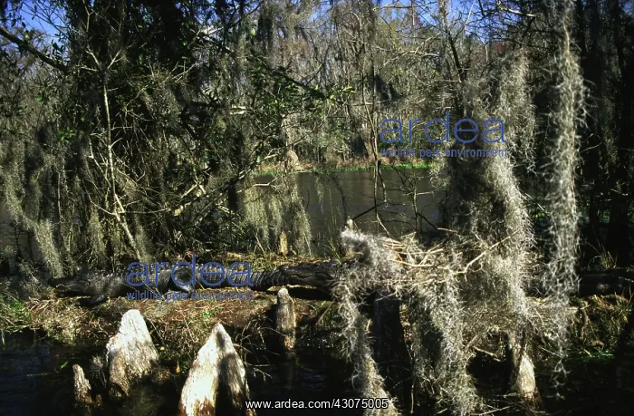: American Alligators : American Alligators
