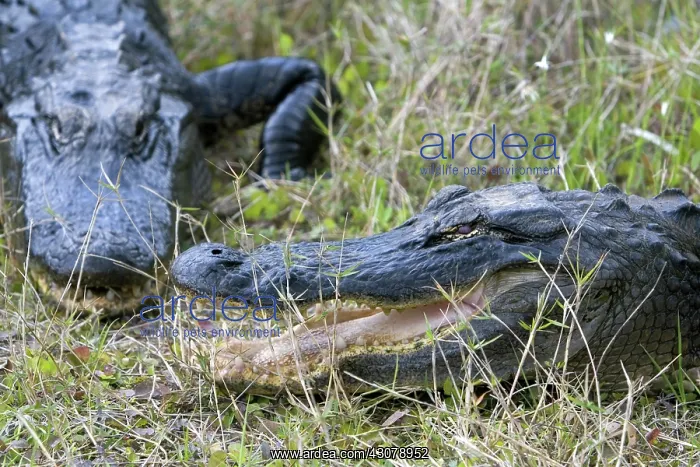 : American Alligators : American Alligators