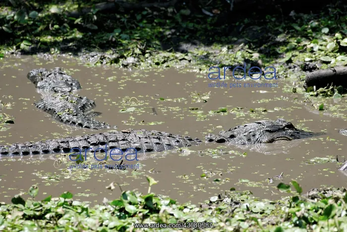  : American Alligators