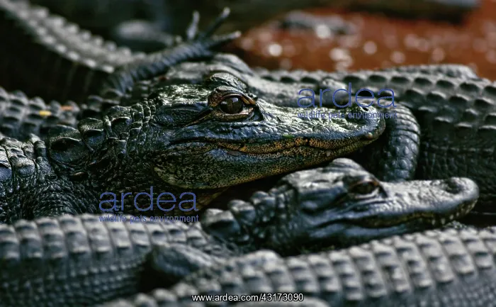 : American Alligators : American Alligators