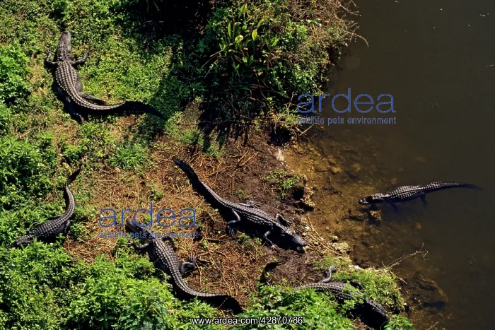 : American Alligators - Spring : American Alligators - Spring