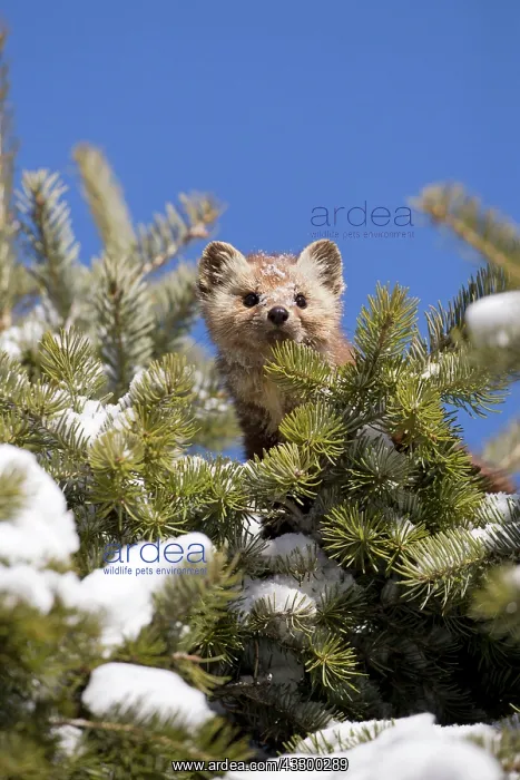 : American american marten (Martes americana) adult : American american marten (Martes americana) adult