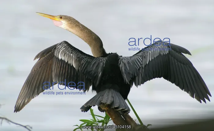 : American Anhinga : American Anhinga