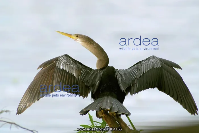 : American Anhinga : American Anhinga
