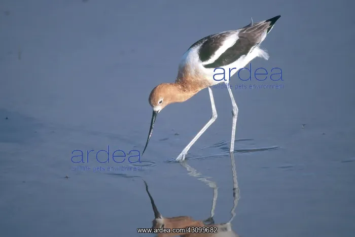 : American Avocet : American Avocet