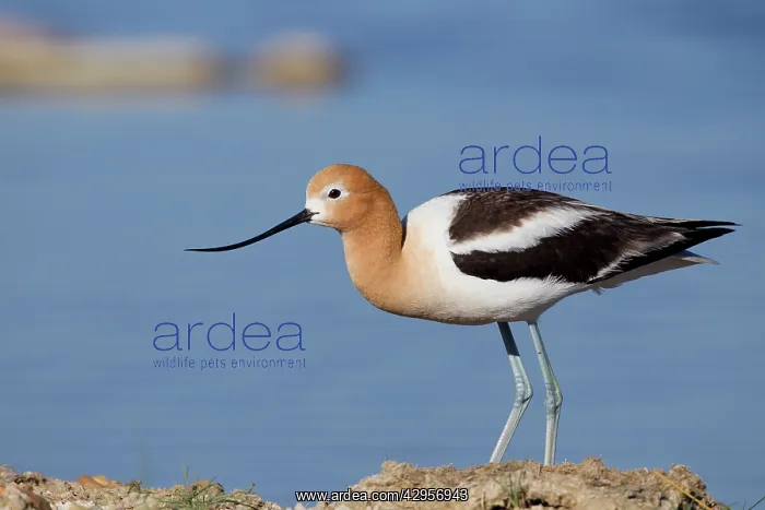 : American Avocet - in breeding plumage : American Avocet - in breeding plumage