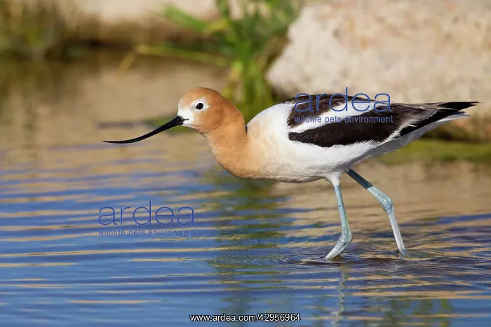 : American Avocet - in breeding plumage : American Avocet - in breeding plumage