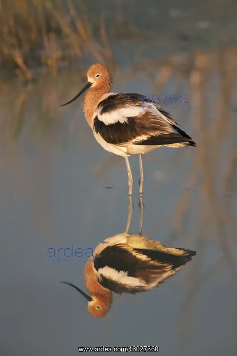 : American Avocet in breeding plumage - recruvirostra : American Avocet in breeding plumage - recruvirostra