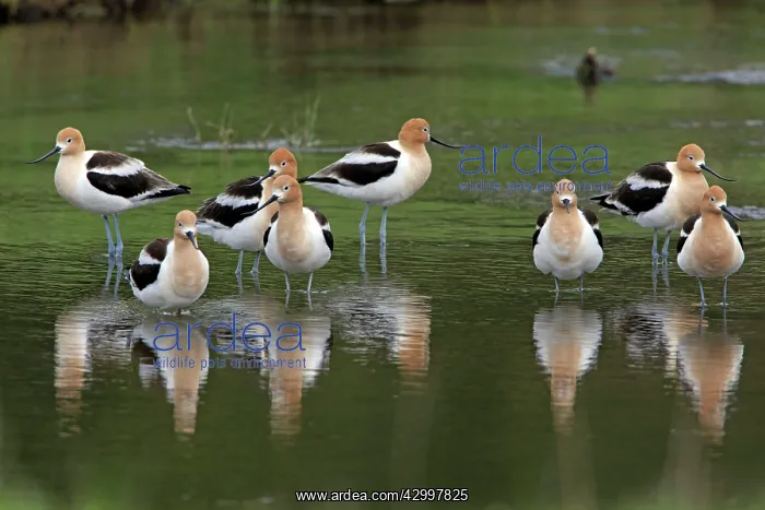 : American Avocet - flock resting in Madison River : American Avocet - flock resting in Madison River