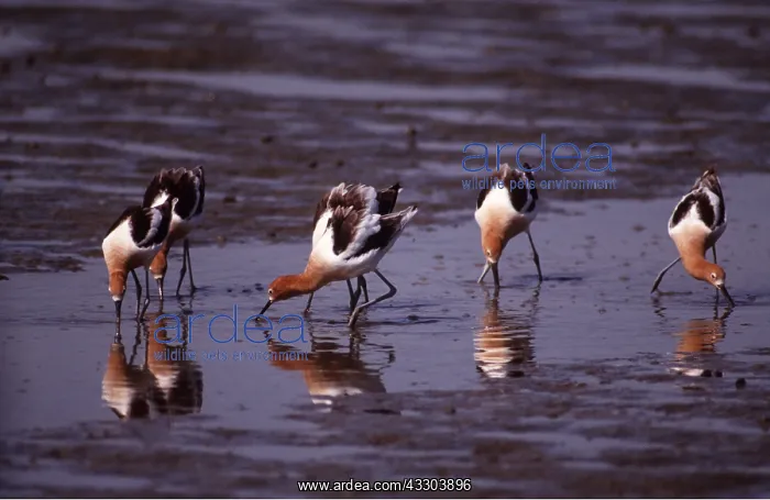 : AMERICAN AVOCET - group feeding on shore : AMERICAN AVOCET - group feeding on shore