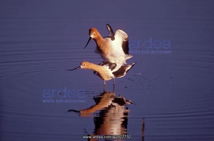 : AMERICAN AVOCET - MATING : AMERICAN AVOCET - MATING
