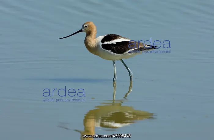 : American Avocet (Recurvirostra americana) : American Avocet (Recurvirostra americana)