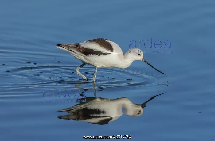 : American avocet, Recurvirostra americana, feedin : American avocet, Recurvirostra americana, feedin