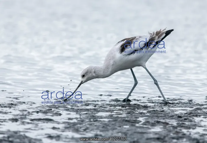 : American avocet, Recurvirostra americana, feeding : American avocet, Recurvirostra americana, feeding