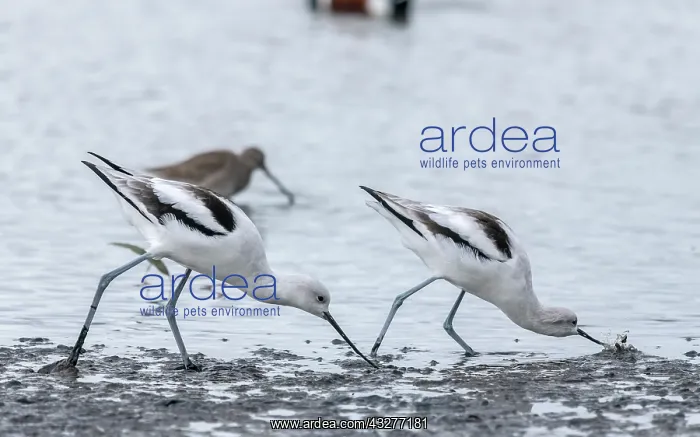 : American avocet, Recurvirostra americana, feeding : American avocet, Recurvirostra americana, feeding