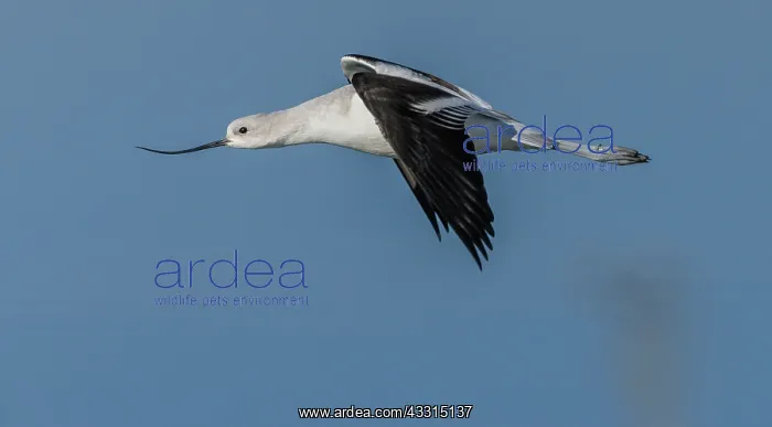 : American avocet, Recurvirostra americana, in fli : American avocet, Recurvirostra americana, in fli
