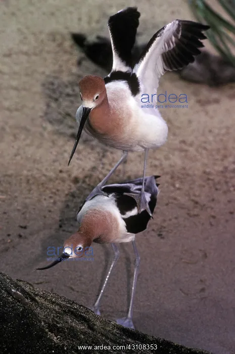 : American Avocets breeding : American Avocets breeding