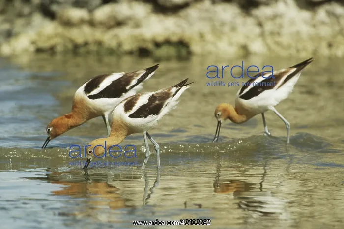 : American Avocets feeding in shallow water : American Avocets feeding in shallow water