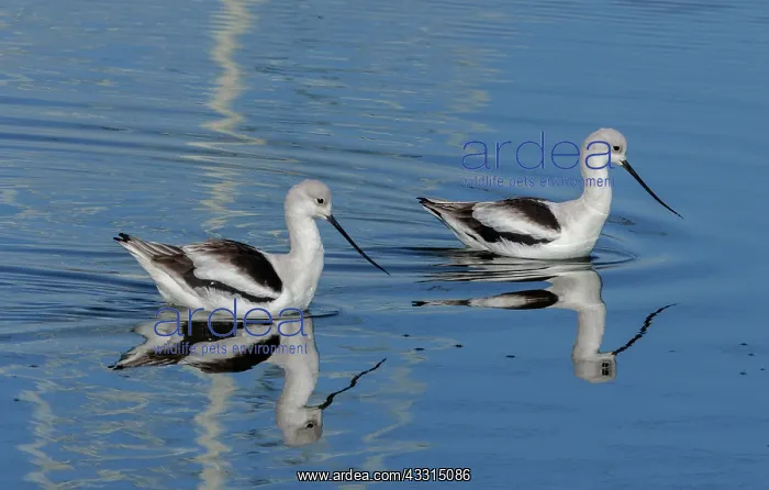 : American avocets, Recurvirostra americana, in ca : American avocets, Recurvirostra americana, in ca