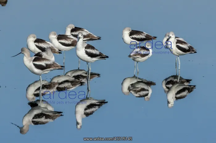 : American avocets, Recurvirostra americana, in ca : American avocets, Recurvirostra americana, in ca