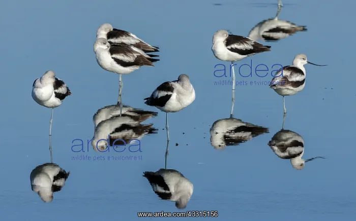 : American avocets, Recurvirostra americana, in ca : American avocets, Recurvirostra americana, in ca
