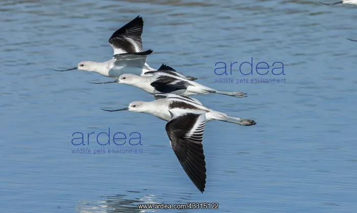 : American avocets, Recurvirostra americana, in fl : American avocets, Recurvirostra americana, in fl