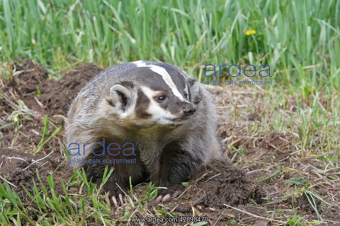 : American Badger : American Badger