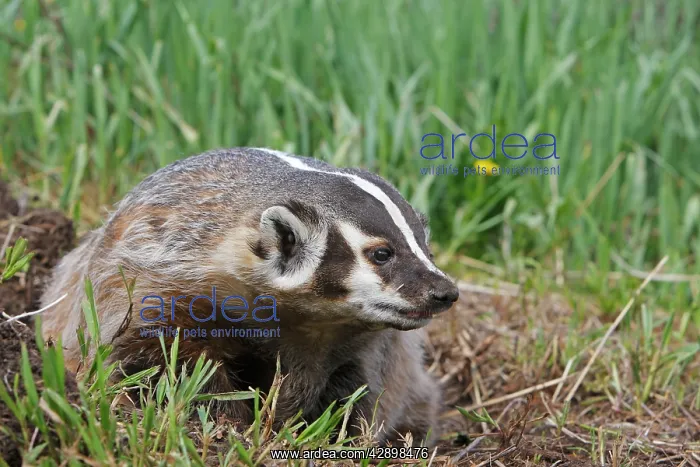  : American Badger