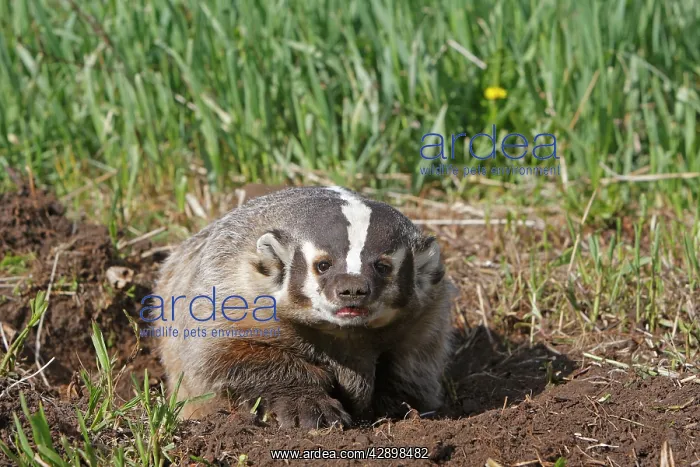 : American Badger : American Badger