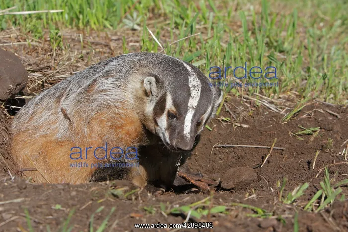 : American Badger : American Badger