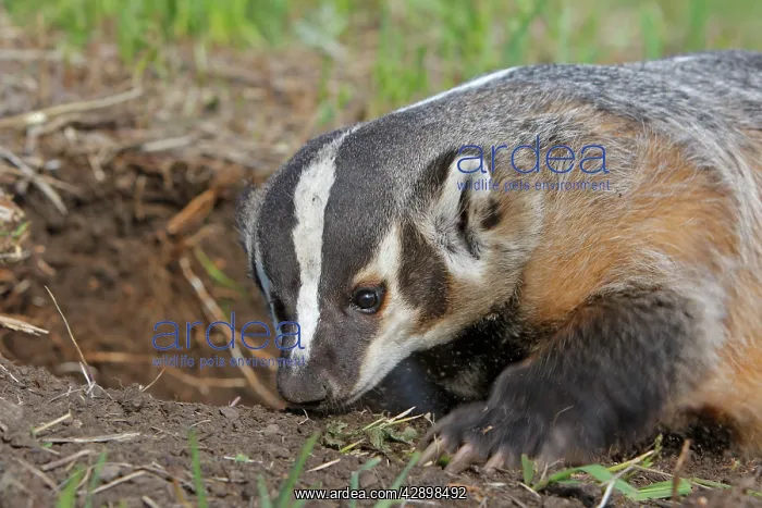 : American Badger : American Badger