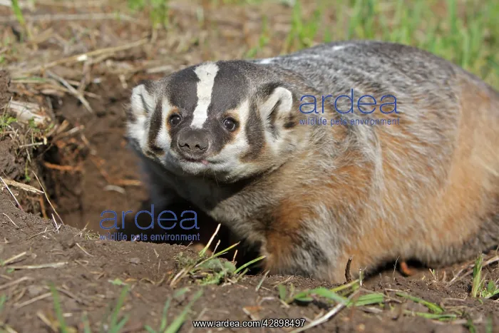  : American Badger
