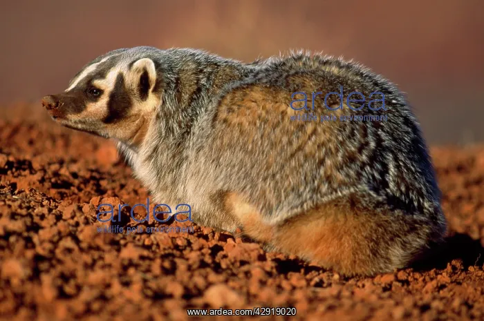 : American Badger : American Badger