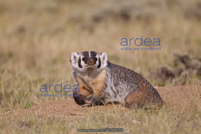 : American Badger : American Badger