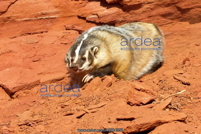 : American Badger : American Badger