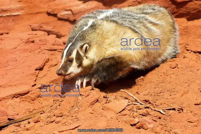 : American Badger : American Badger